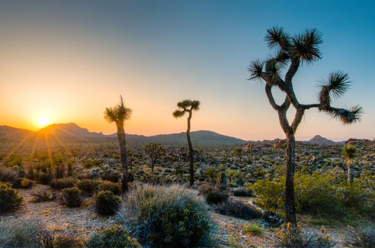 Joshua Tree: fine art desert photograph by J Grigg