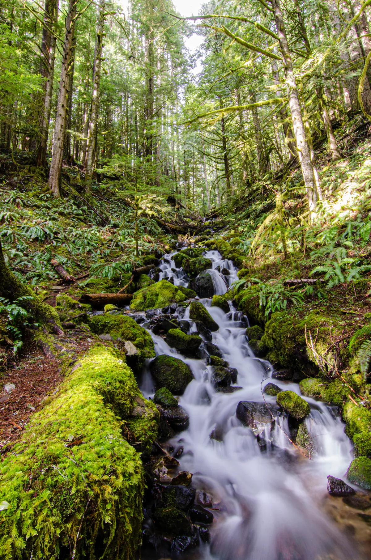Paradise Valley: fine art woodlands photograph by J Grigg
