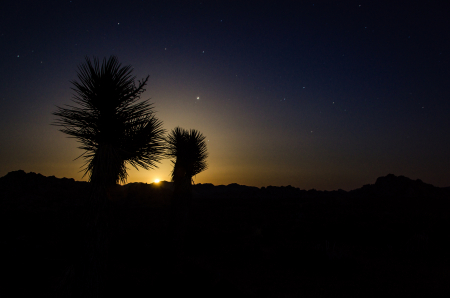 Joshua Tree Night