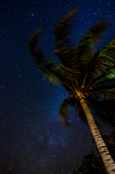 Tropical Night