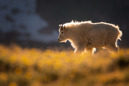Mountain Goat
