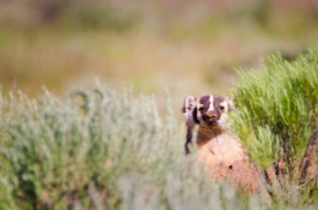 Badger