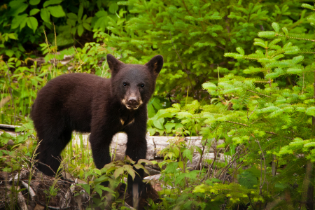 Black Bear Cub