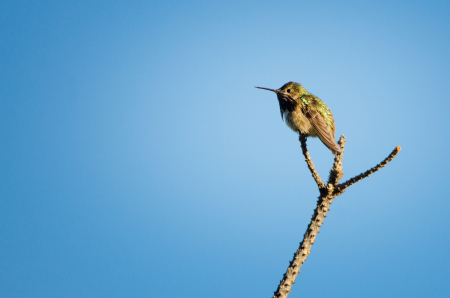 Broad Tailed Hummingbird