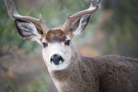 Mule Deer Buck