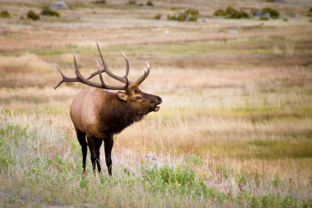 Bugling Bull Elk