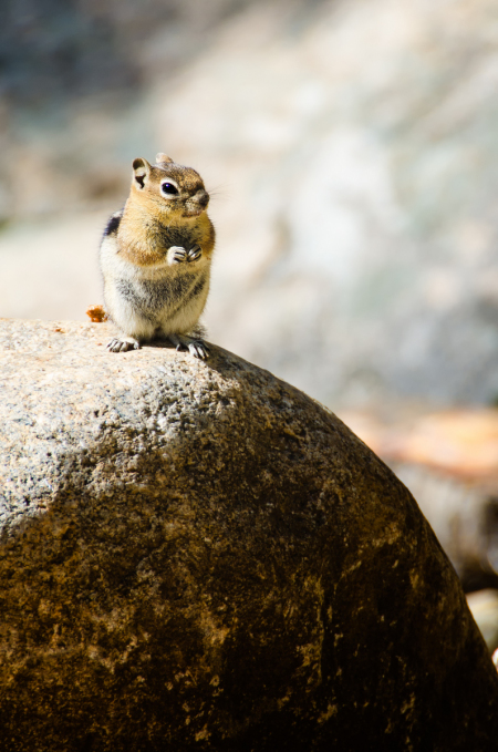 Chipmunk