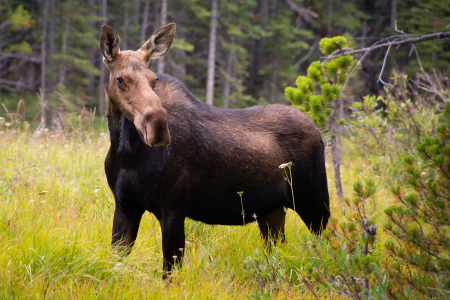 Cow Moose