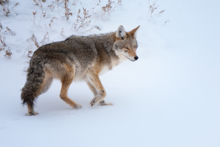 Coyote