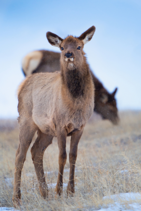 Elk Calf