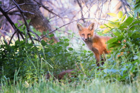Red Fox Pup