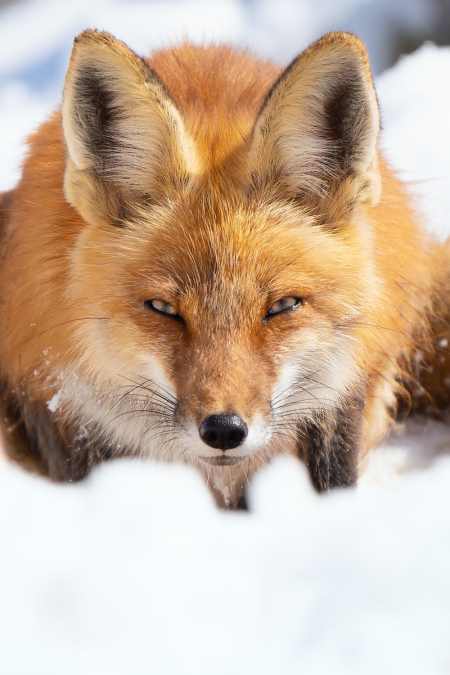 Red Fox