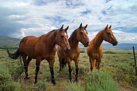 Horses