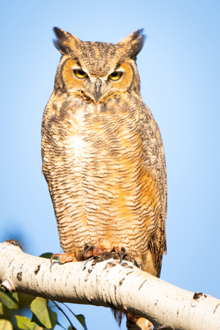 Great Horned Owl