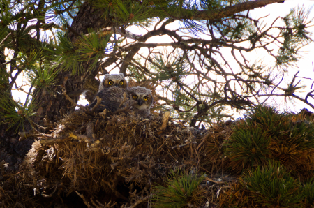 Great Horned Owlets