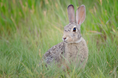 Jack Rabbit