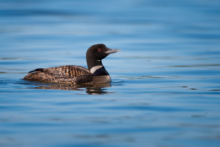 Loon