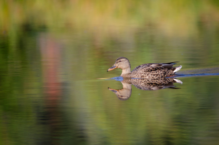 Mallard Duck