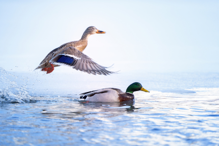 Mallard Ducks
