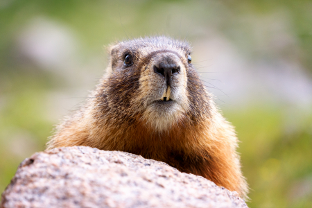 Marmot