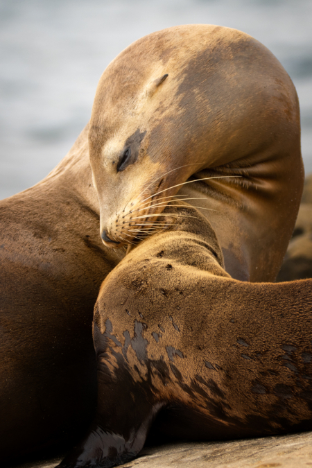 Sea Lions