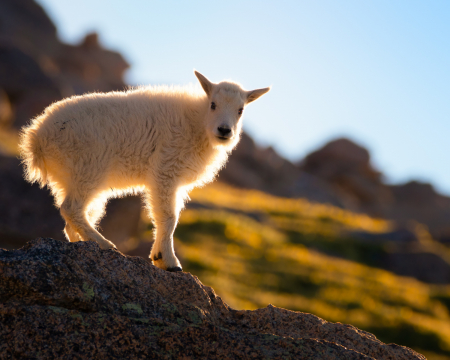 Mountain Goat Kid