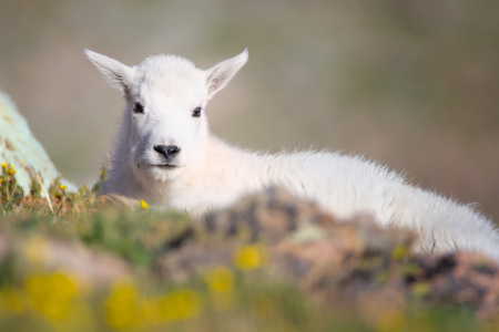 Mountain Goat Kid