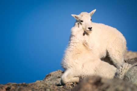 Mountain Goat Kids