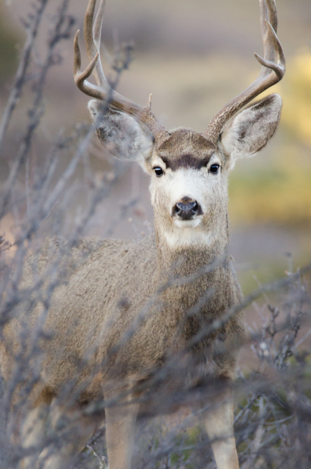 Mule Deer Buck