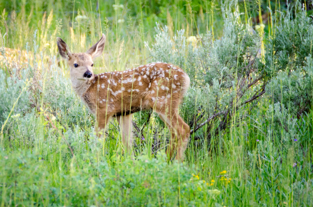 Mule Deer Fawn