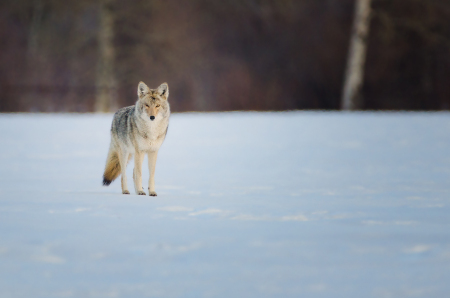 One Eyed Coyote