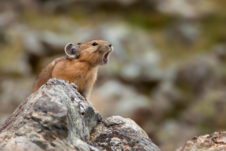 Pika