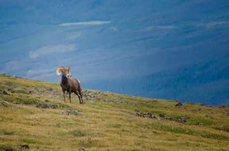 Big Horn Sheep