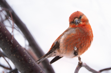 Red Crossbill