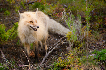 Red Fox