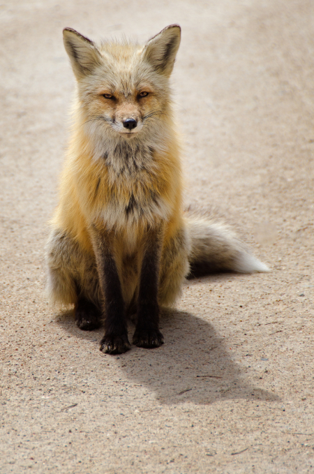 Red Fox