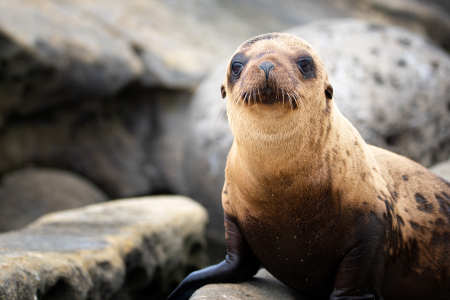 Sea Lion Pup