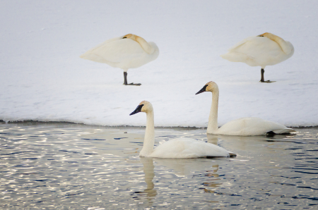 Trumpeter Swans