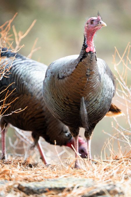Turkey