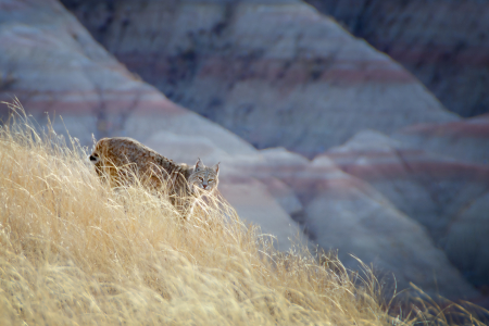 Badlands Bobcat