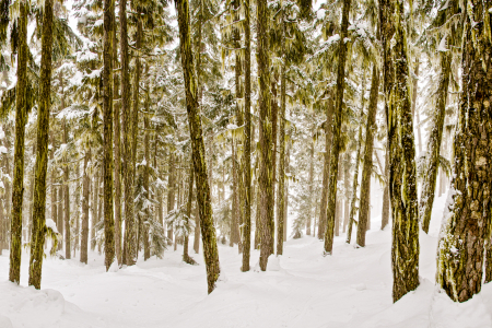 Whistler Blackcomb